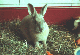 Rabbit picture